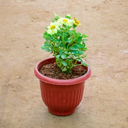 Buy Dahlia (Any Colour) in 8 Inch Terracotta Red Olive Plastic Pot Online | Urvann.com