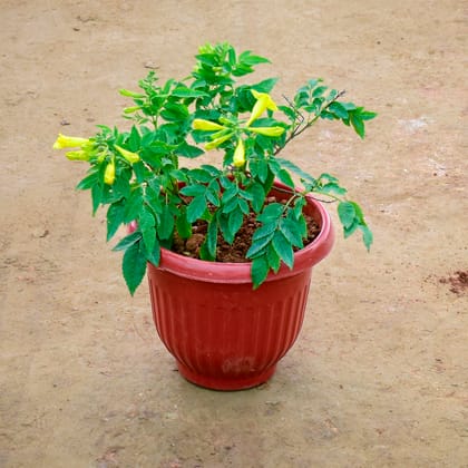 Buy Tecoma Yellow in 8 Inch Terracotta Red Olive Plastic Pot Online | Urvann.com