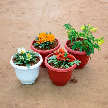 Buy Set of 4 - Tecoma Yellow & Gazania (Any Colour) in 8 Inch Olive Plastic Pot (Any Colour) Online | Urvann.com