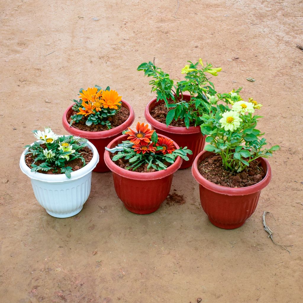 Set of 5 - Dahlia White, Tecoma Yellow & Gazania (Any Colour) in 8 Inch Olive Plastic Pot (Any Colour)