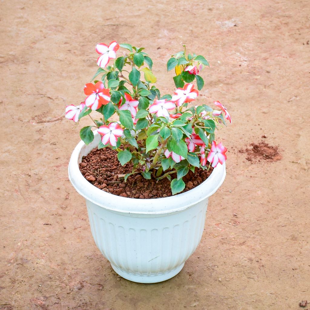 Balsam (Any Colour) in 8 Inch White Olive Plastic Pot