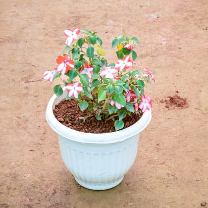 Buy Balsam (Any Colour) in 8 Inch White Olive Plastic Pot Online | Urvann.com