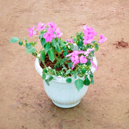 Buy Balsam (Any Colour) in 8 Inch White Olive Plastic Pot Online | Urvann.com