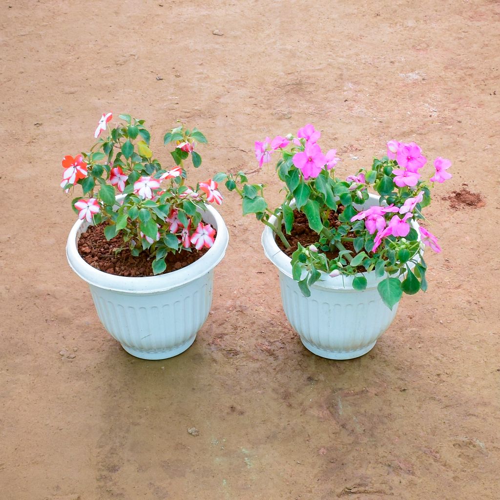 Set of 2 - Balsam (Any Colour) in 8 Inch White Olive Plastic Pot