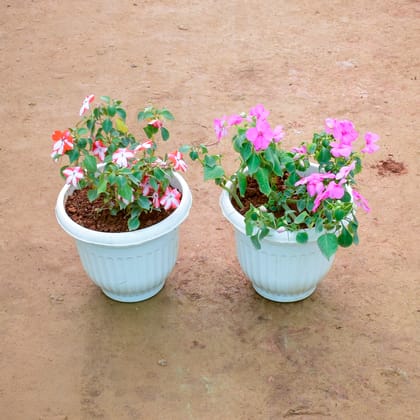 Buy Set of 2 - Balsam (Any Colour) in 8 Inch White Olive Plastic Pot Online | Urvann.com