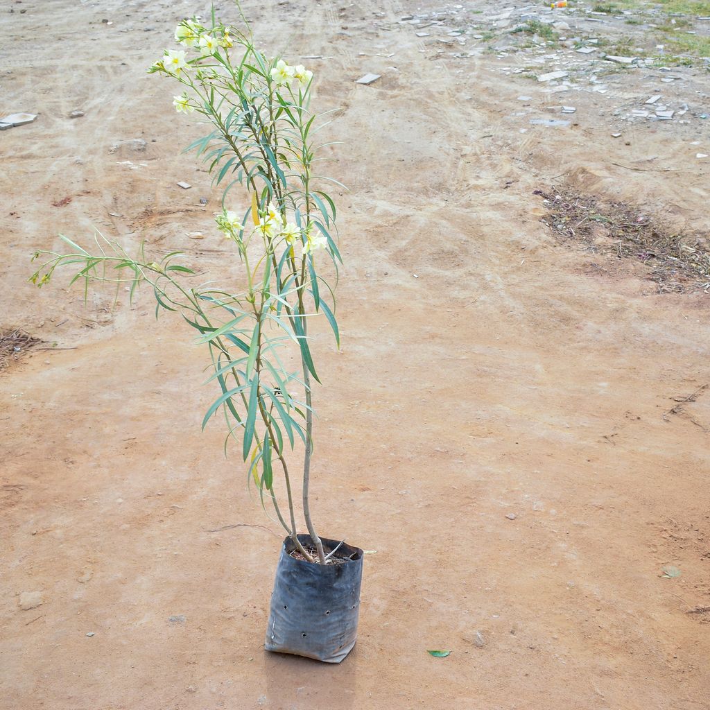 Kaner / Oleander Yellow in 10 Inch Nursery Bag