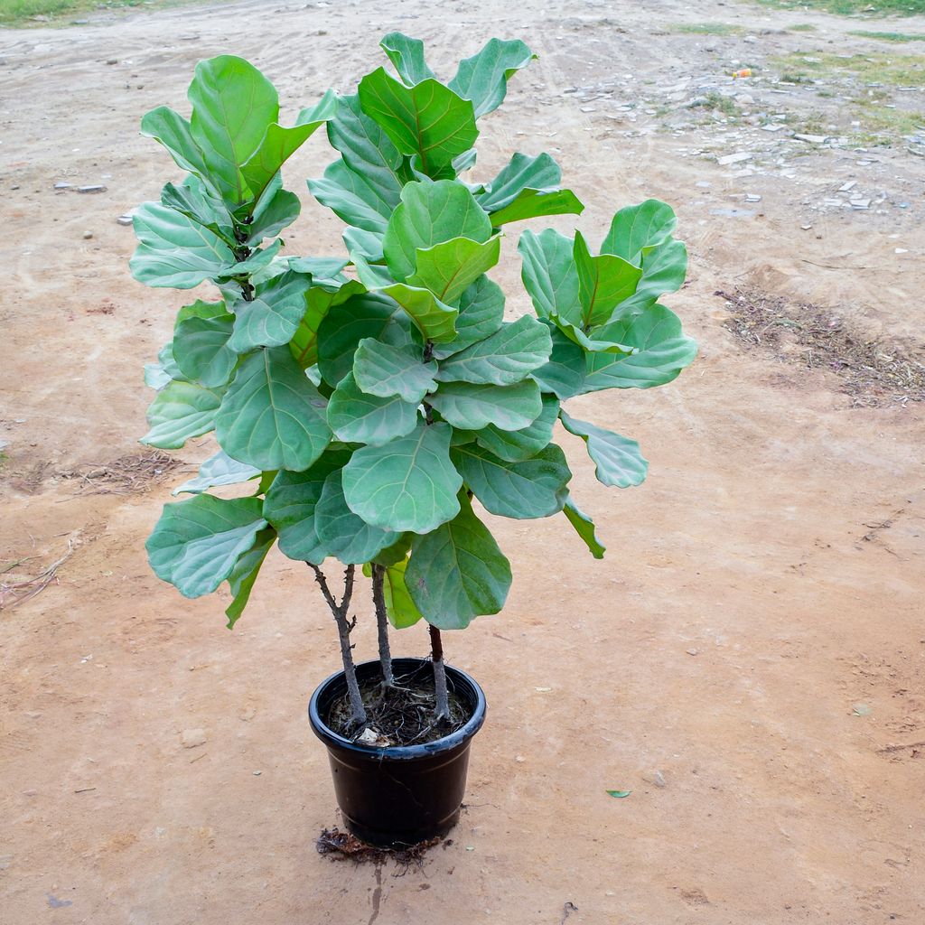 Fiddle Leaf Fig / Ficus Lyrata (~ 4 Ft) in 12 Inch Nursery Pot