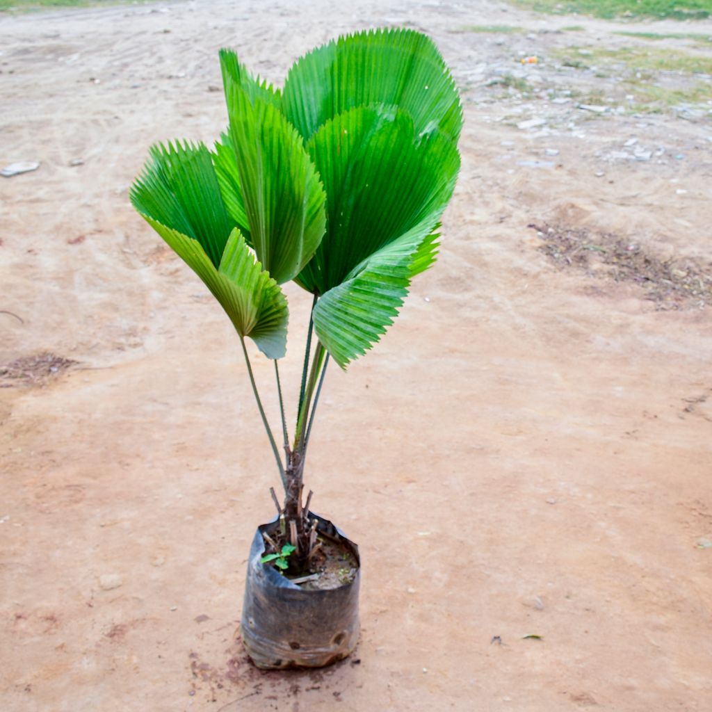 Raphis Palm in 10 Inch Nursery Bag