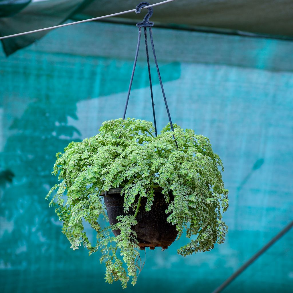 Pilea Microphylla in 6 Inch Black Hanging Basket