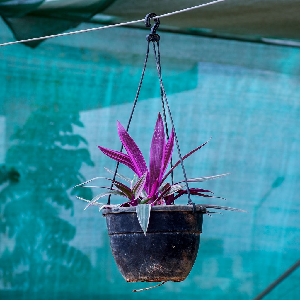 Rhoeo / Durangi Purple in 6 Inch Black Hanging Basket