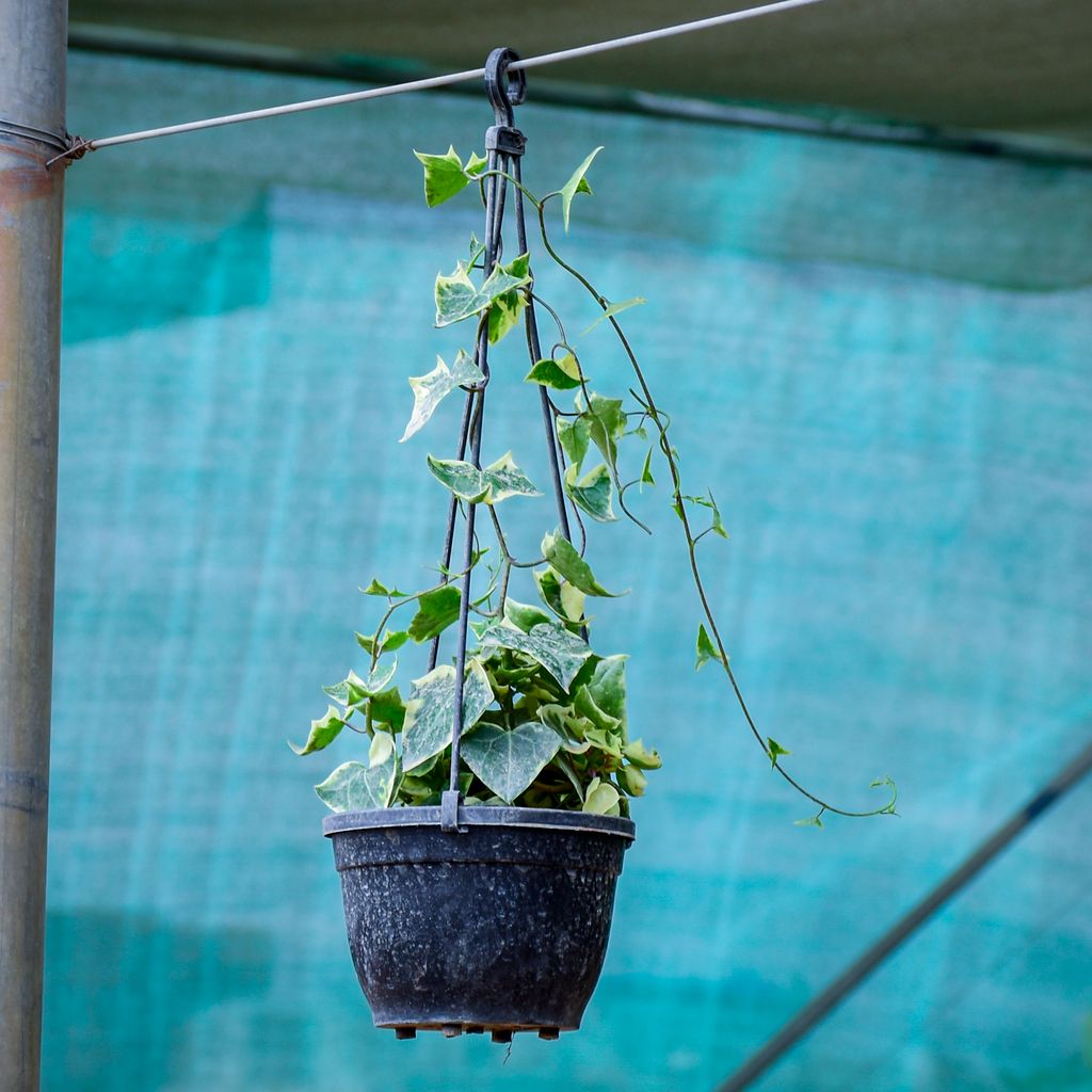 English Ivy Succulent in 6 Inch Black Hanging Basket