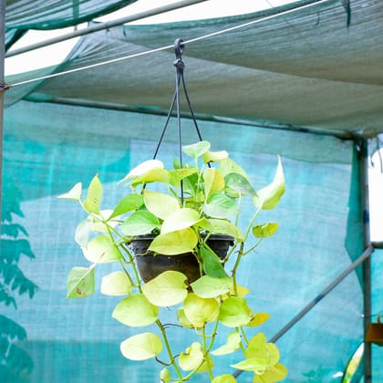 Buy Money Plant Golden in 6 Inch Black Hanging Basket Online | Urvann.com