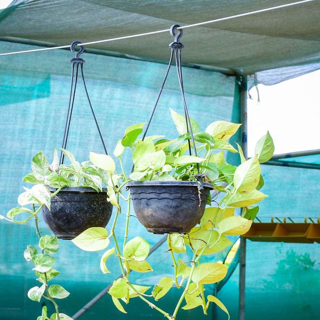 Set of 2 - Money Plant (Marble & Golden) in 6 Inch Black Hanging Basket