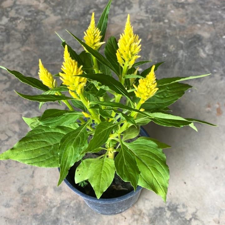 Celosia / Cockscomb (Any Colour) in 4 Inch Nursery Pot