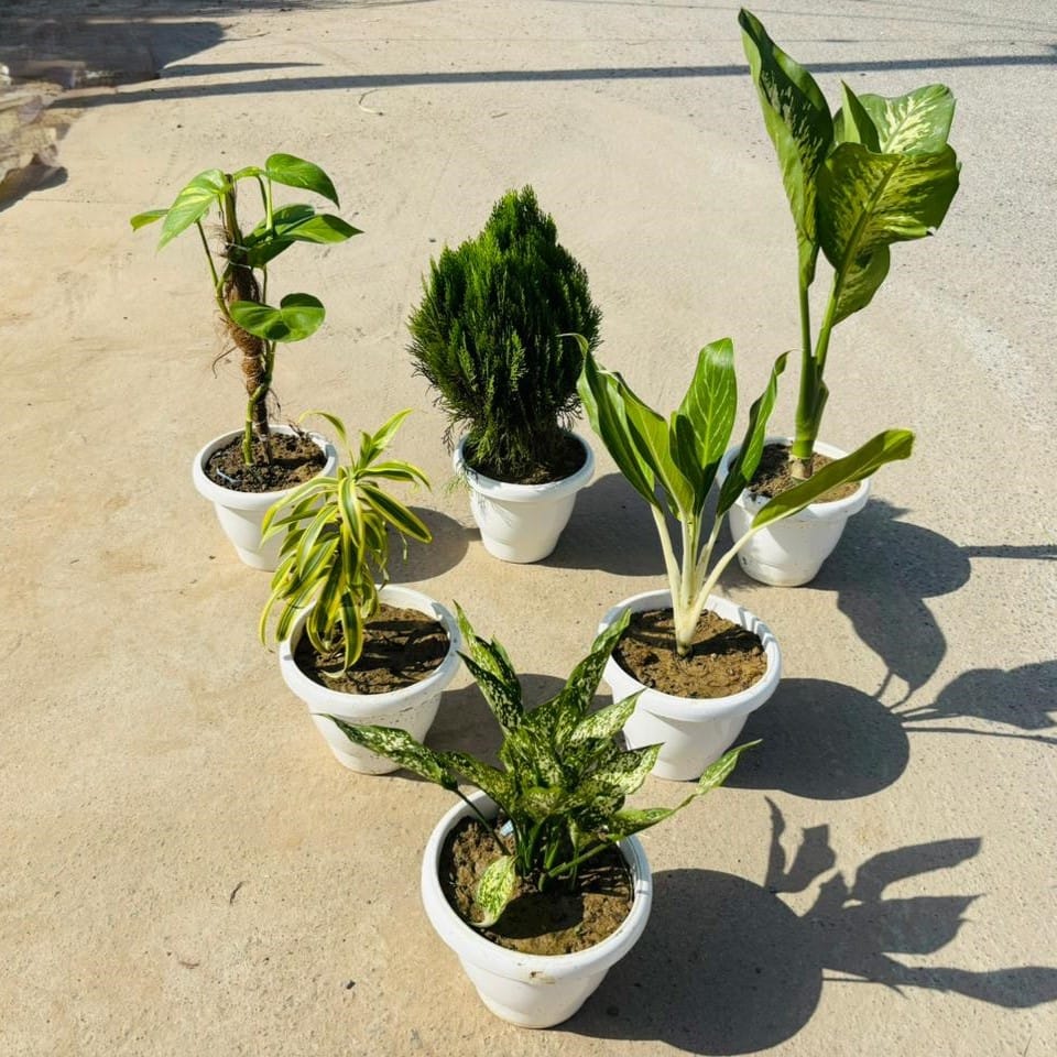 Set of 6 - Aglaonema Snow White, Aglaonema Parrot, Morpankhi, Dieffenbachia, Money Plant Green & Song of India in 8 Inch White Classy Plastic Pot