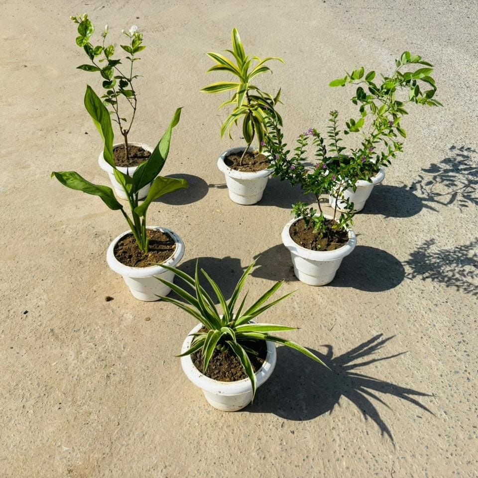 Set of 6 - Spider, Motia / Jasmine, Cuphea / False Heather, Song of India, Aglaonema Parrot & Aparajita in 6 Inch White Classy Plastic Pot