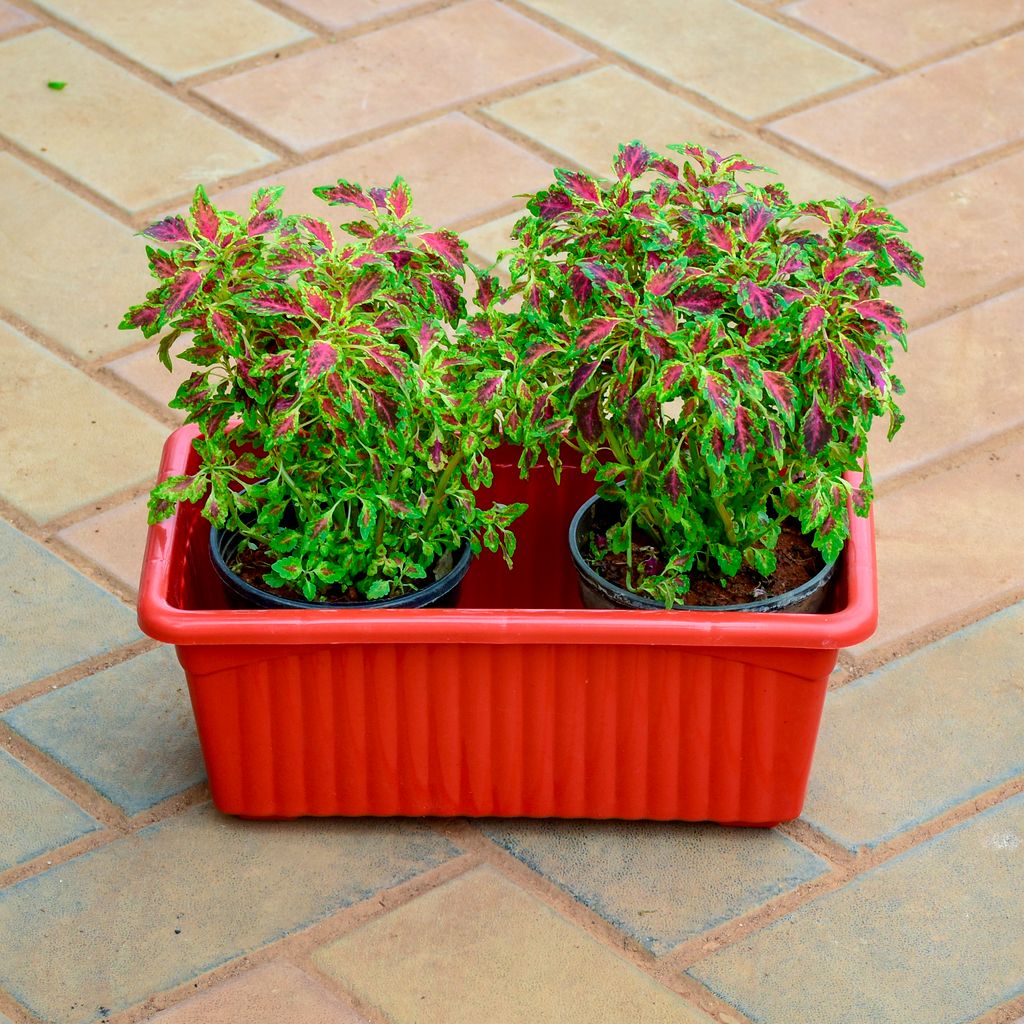 Coleus Small Leaf in 12 Inch Red Premium Jupiter Rectangular Window Planter