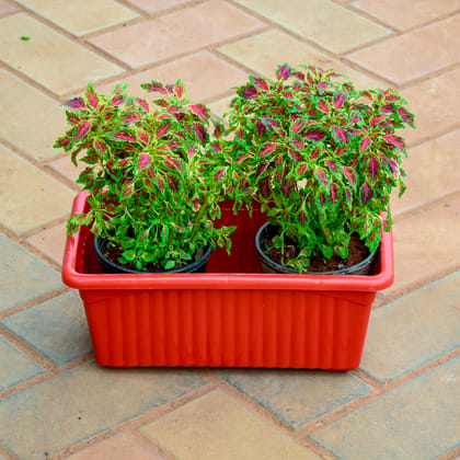 Buy Coleus Small Leaf in 12 Inch Red Premium Jupiter Rectangular Window Planter Online | Urvann.com