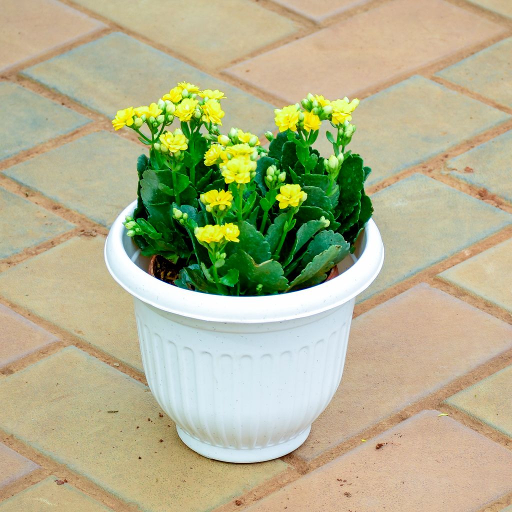 Kalanchoe Yellow in 7 Inch White Olive Plastic Pot