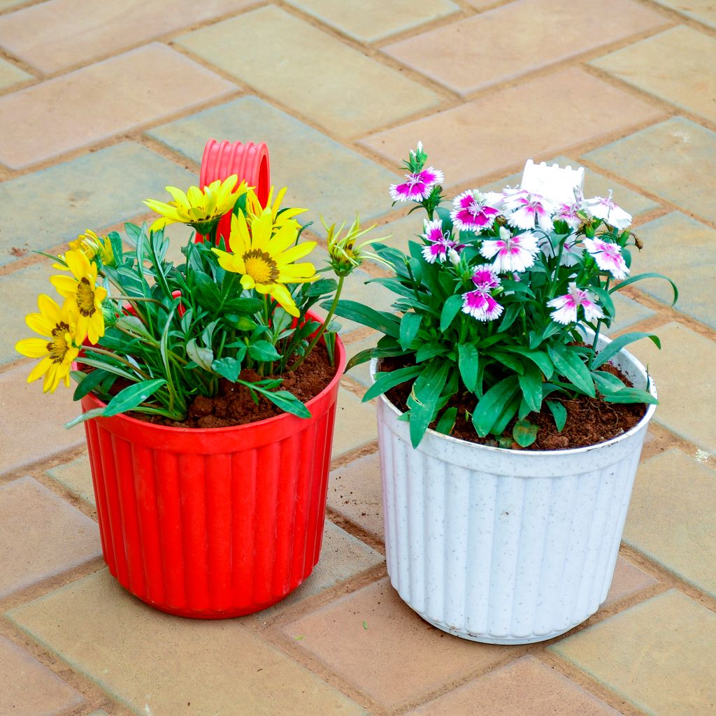 Set of 2 - Gazania Yellow Dianthus Pink in 6 Inch Railing Single Hook Hanging Plastic Pot (Any Colour)