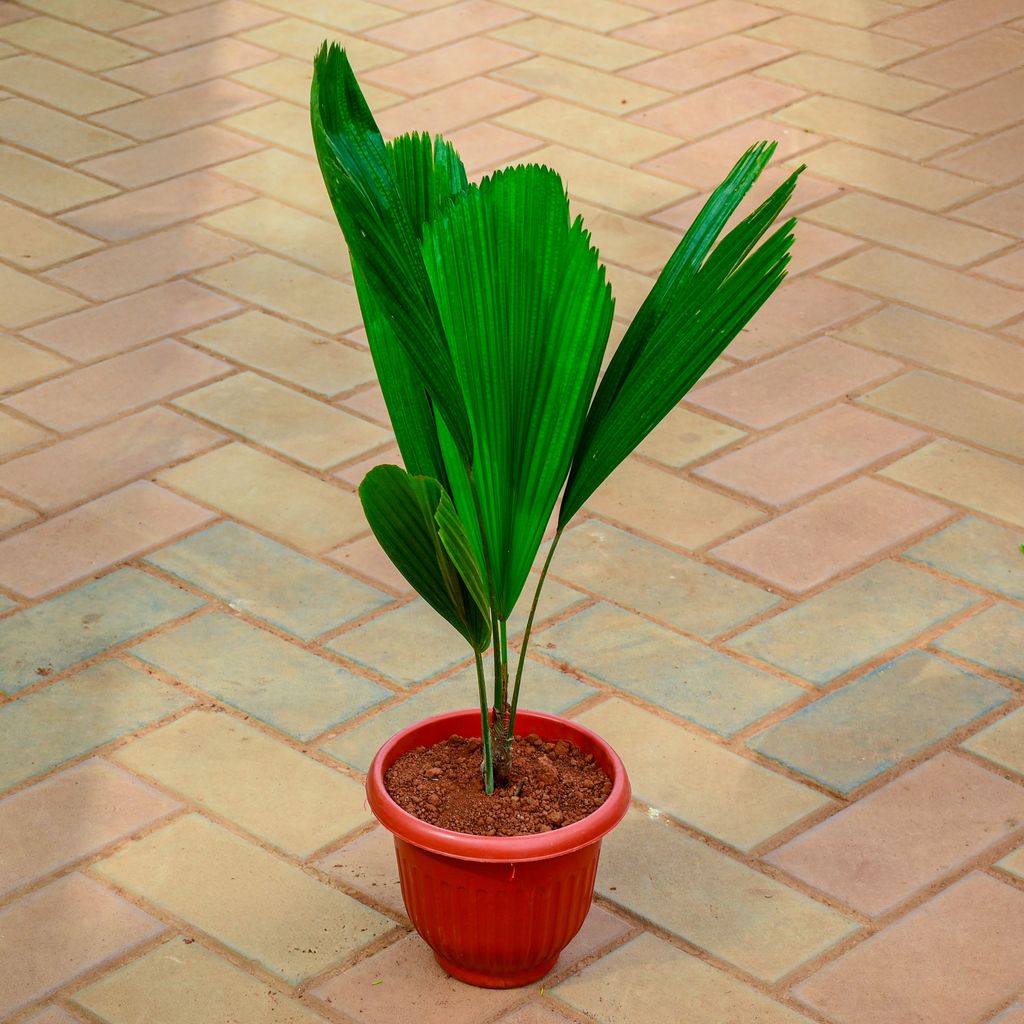 Table Fan Palm (~ 2 Ft) in 7 Inch Terracotta Red Olive Plastic Pot