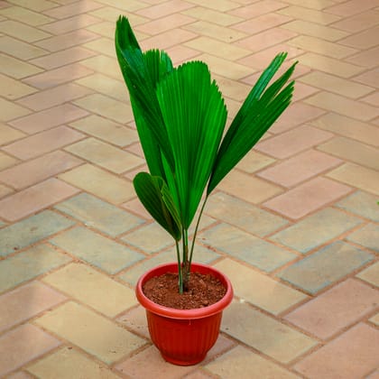 Buy Table Fan Palm (~ 2 Ft) in 7 Inch Terracotta Red Olive Plastic Pot Online | Urvann.com