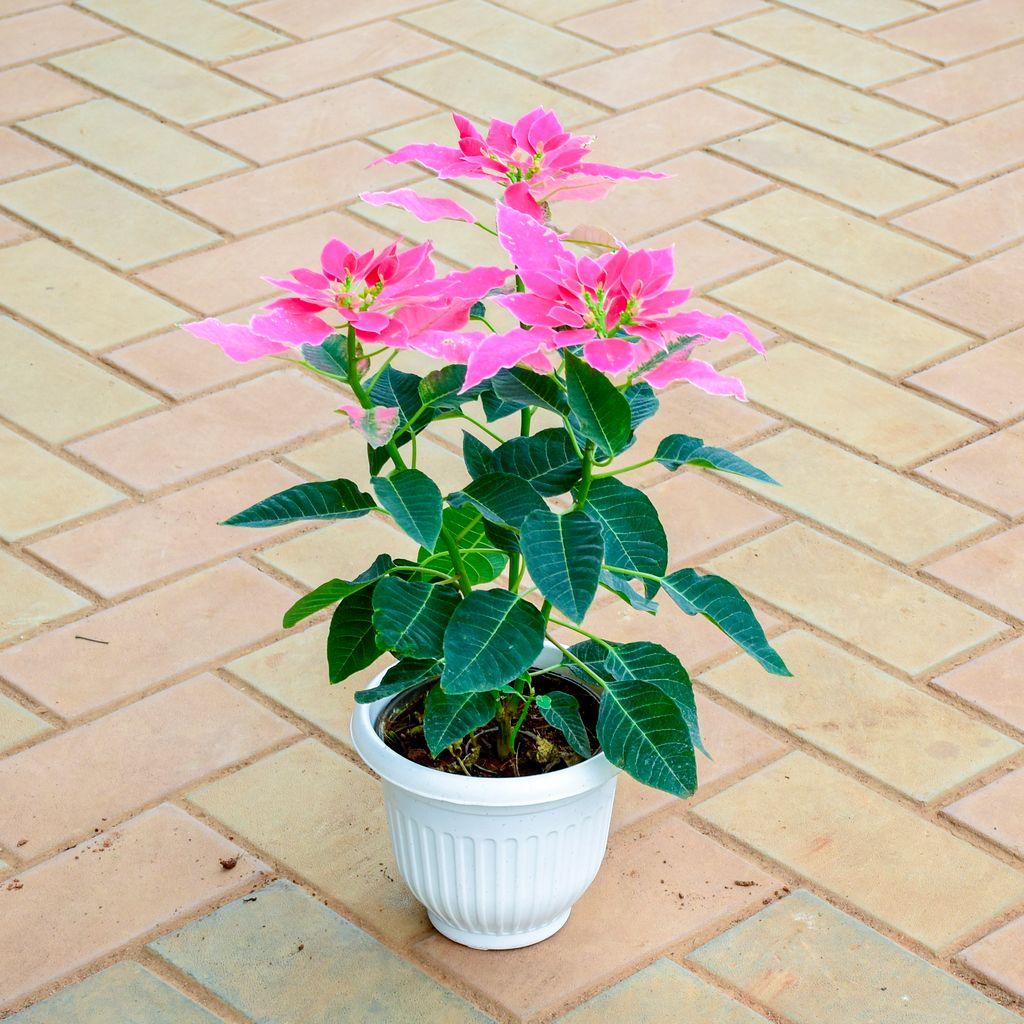 Poinsettia / Christmas Flower Pink (~ 1 Ft) in 7 Inch White Olive Plastic Pot