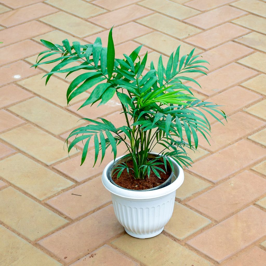 Chamaedorea Palm (~ 1 Ft) in 7 Inch White Olive Plastic Pot