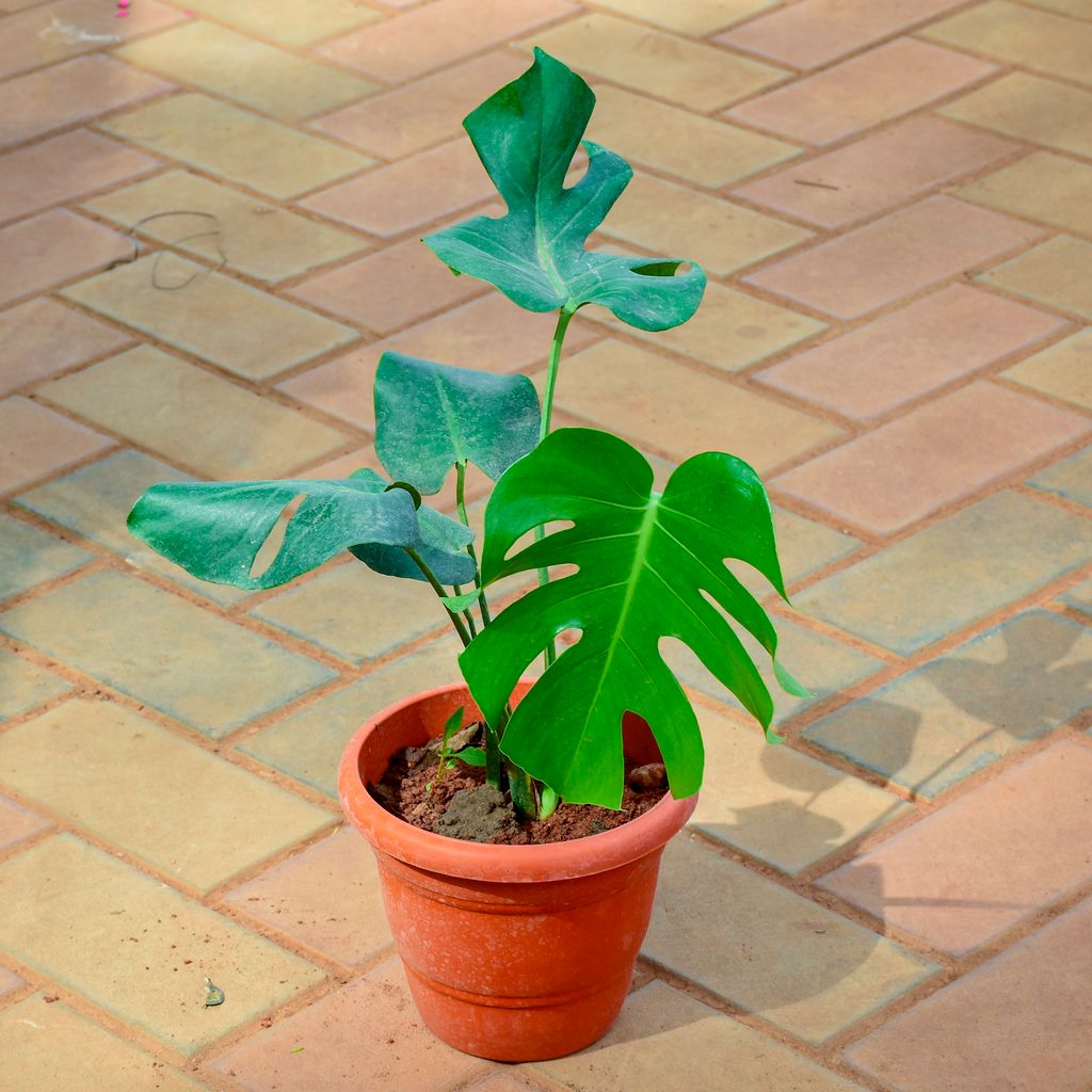 Monstera Big Leaf (~ 1 Ft) in 7 Inch Red Premium Orchid Round Plastic Pot