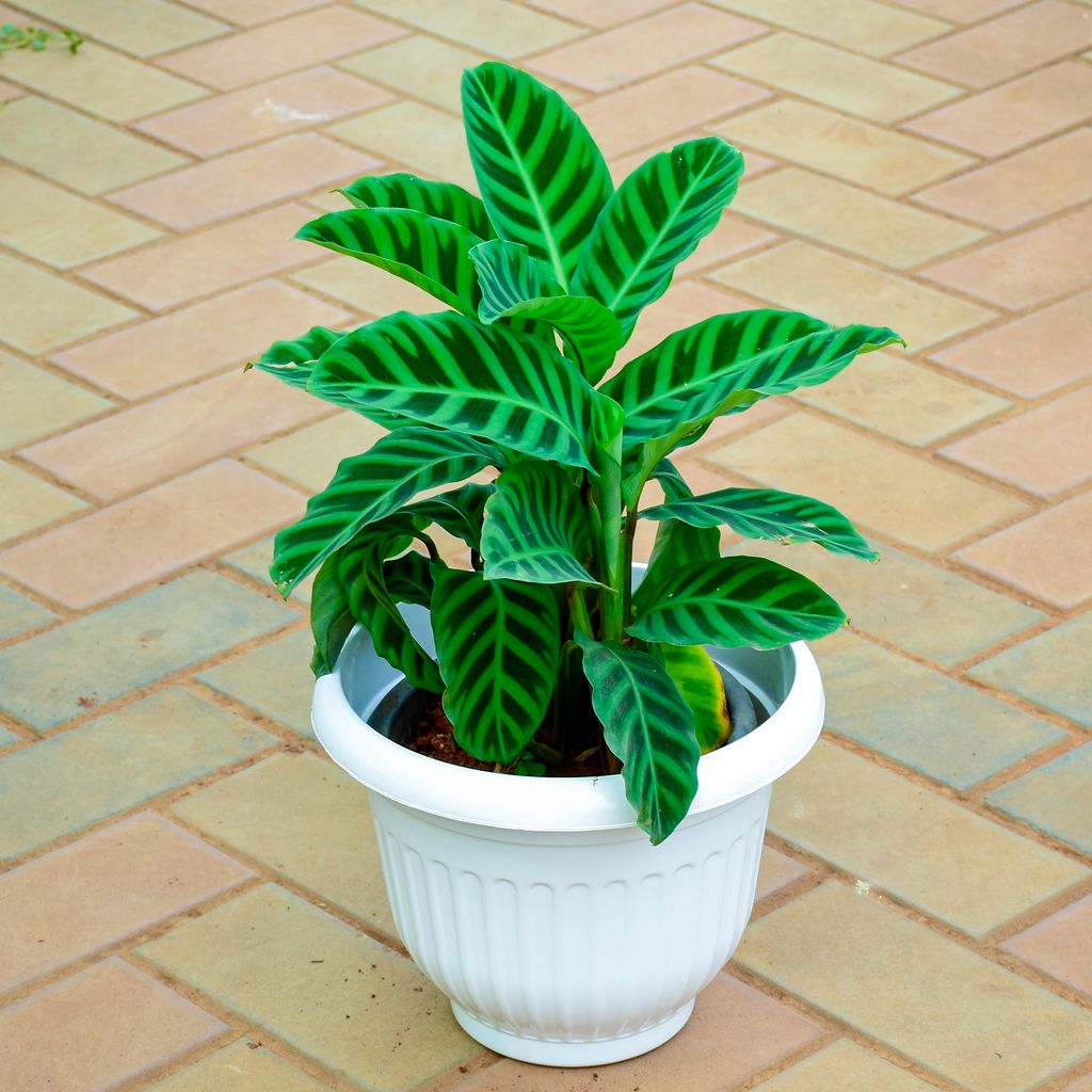 Calathea Maranta / Zebrina Green (~ 1 Ft) in 8 Inch White Olive Plastic Pot