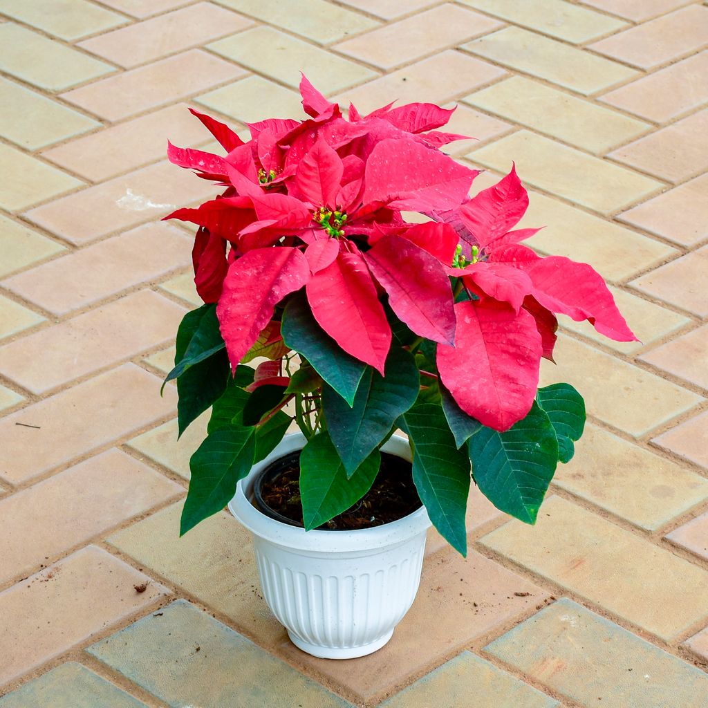 Poinsettia / Christmas Flower Red (~ 1 Ft) in 7 Inch White Olive Plastic Pot