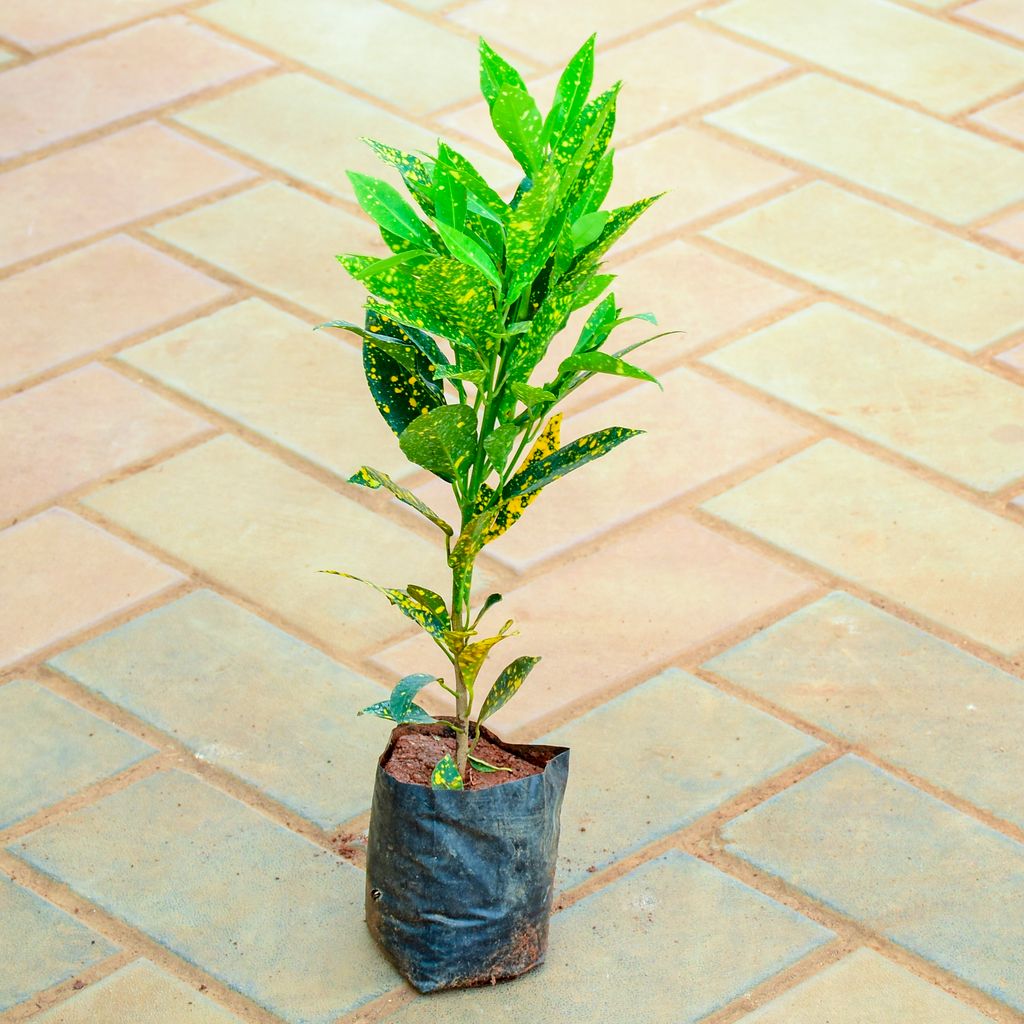 Baby Croton (~ 1 Ft) in 4 Inch Nursery Bag