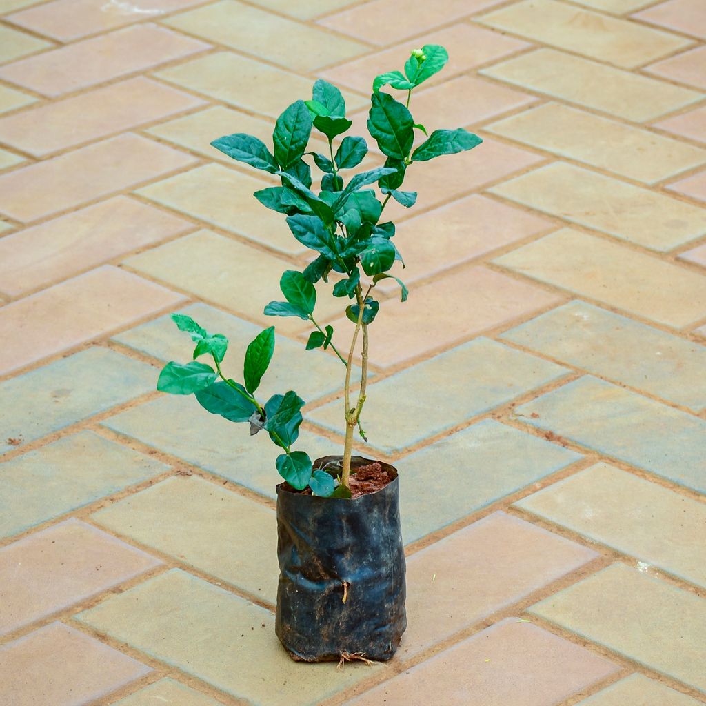 Mogra / Jasmine (~ 1 Ft) in 4 Inch Nursery Bag