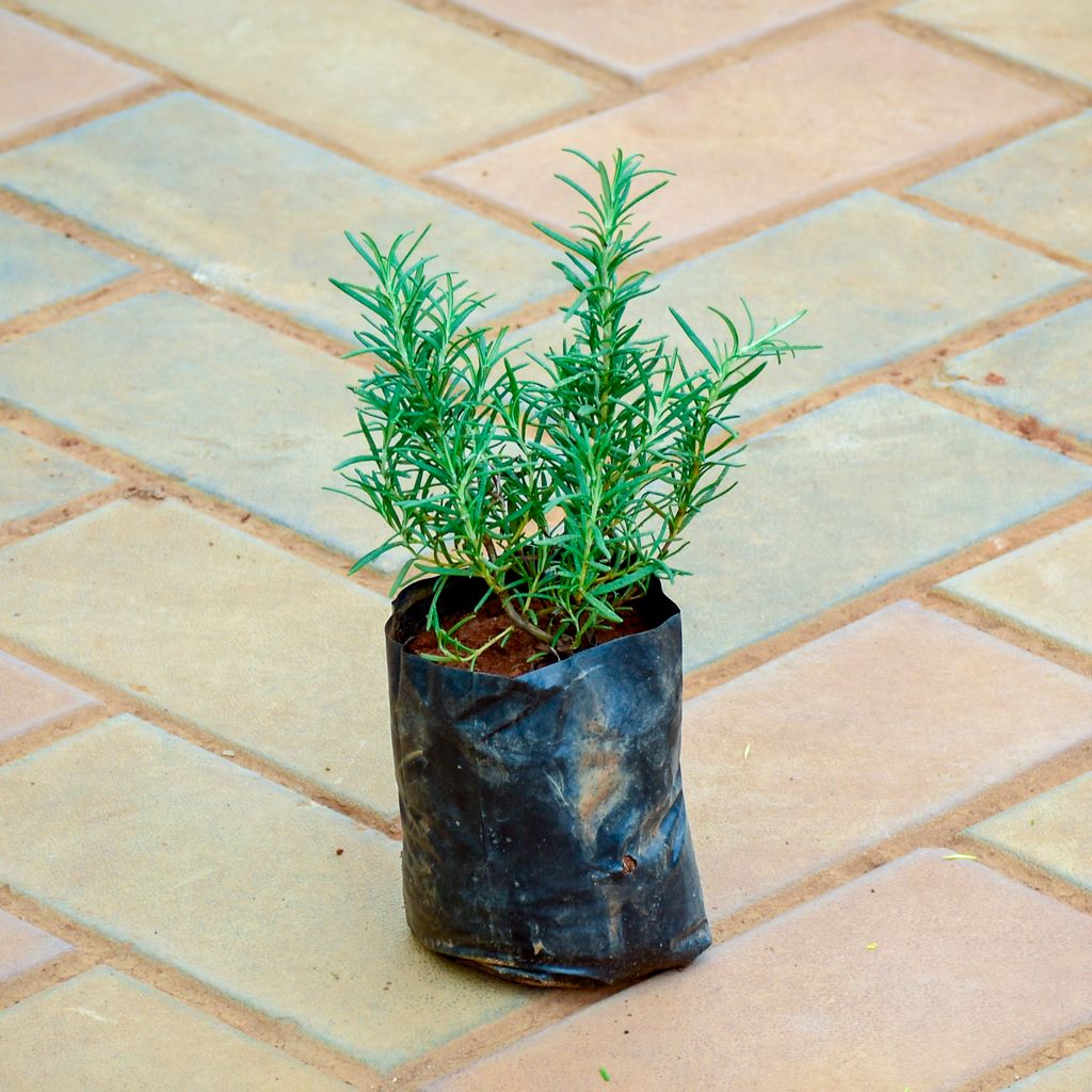 Rosemary in 4 Inch Nursery Bag