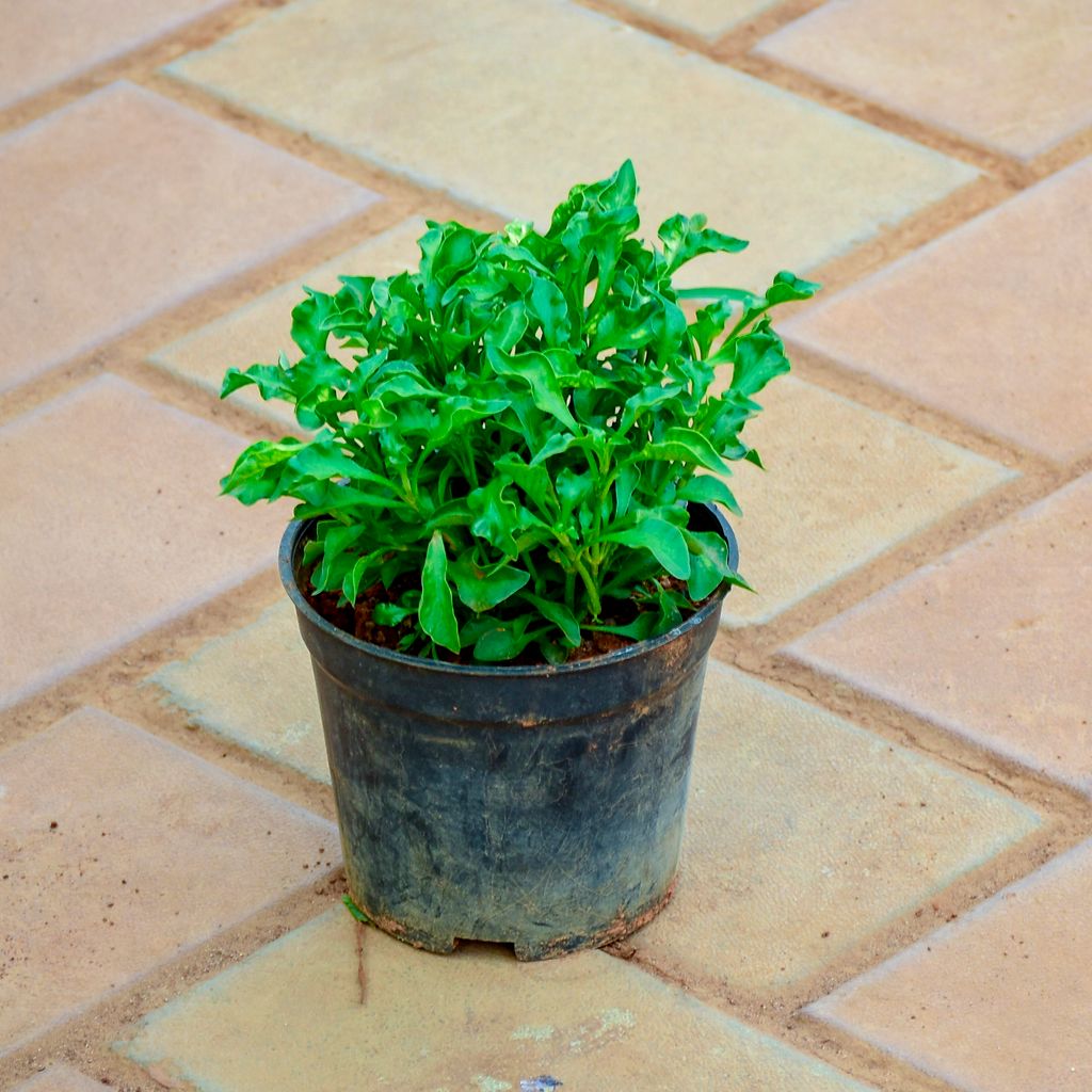 Alternanthera Green in 4 Inch Nursery Pot