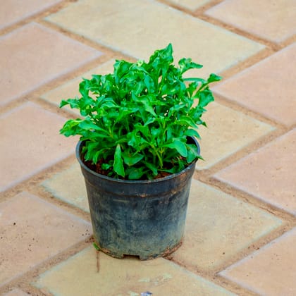 Buy Alternanthera Green in 4 Inch Nursery Pot Online | Urvann.com