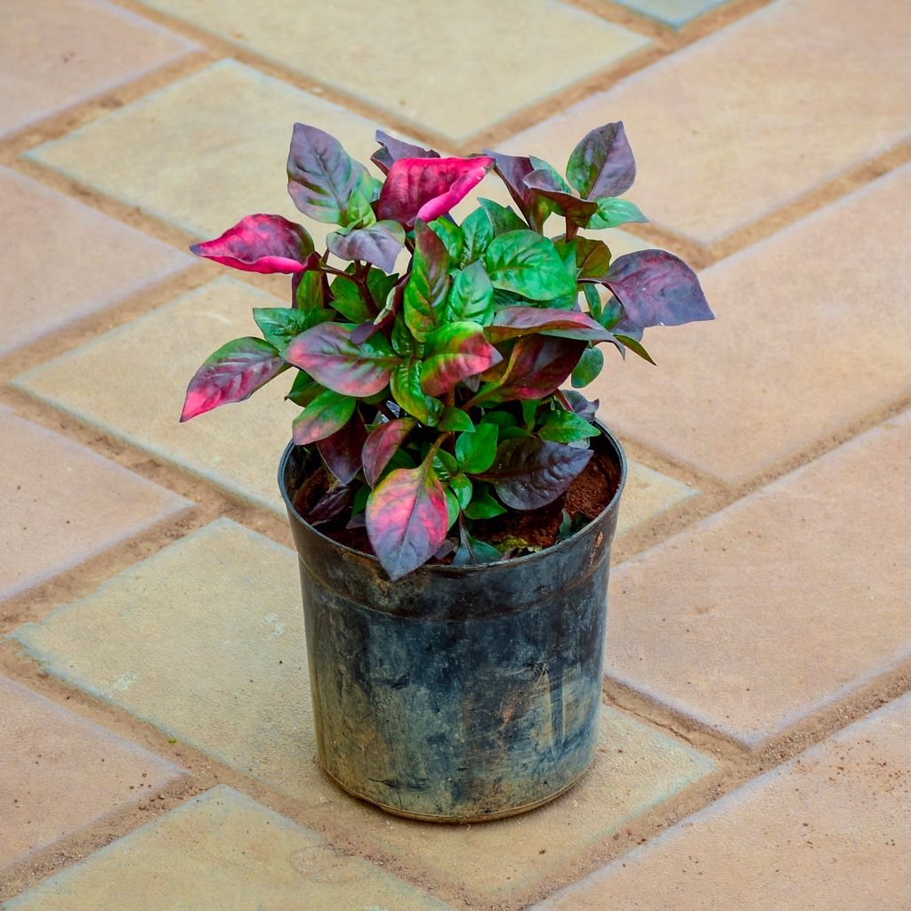 Alternanthera Pink Big Leaf in 4 Inch Nursery Pot