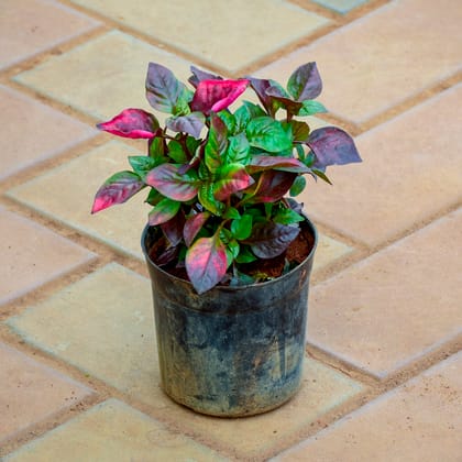 Buy Alternanthera Pink Big Leaf in 4 Inch Nursery Pot Online | Urvann.com