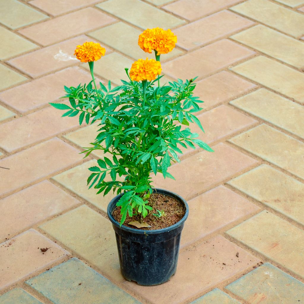 Marigold / Genda Orange in 5 Inch Nursery Pot