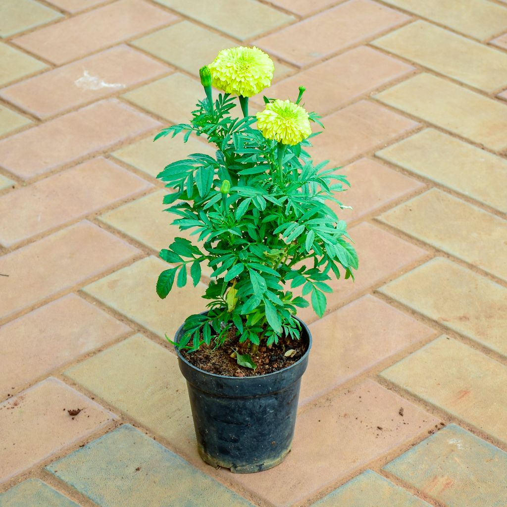 Marigold / Genda Yellow in 5 Inch Nursery Pot