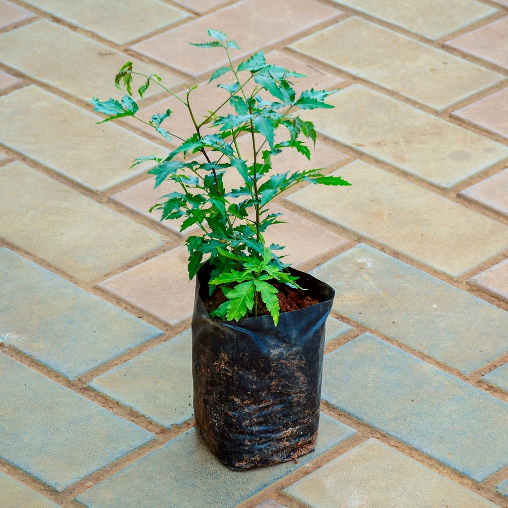 Aralia Neem in 4 Inch Nursery Bag