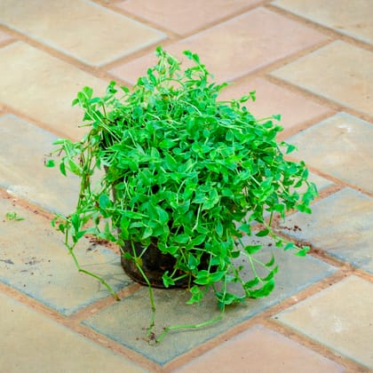 Buy Turtle Vine Mini in 5 Inch Nursery Pot Online | Urvann.com