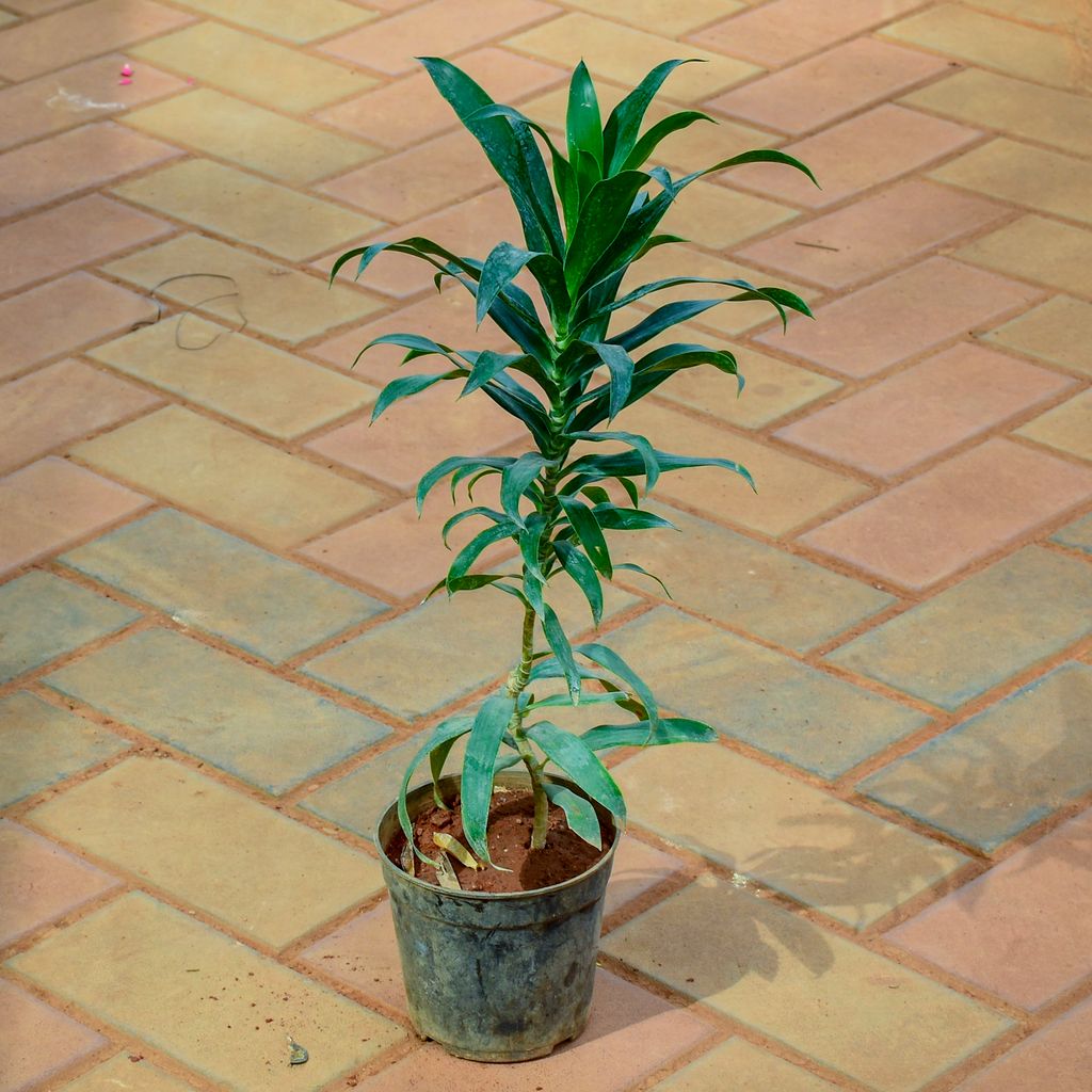 Dracaena Messenger / Song of India Green (~ 1 Ft) in 5 Inch Nursery Pot