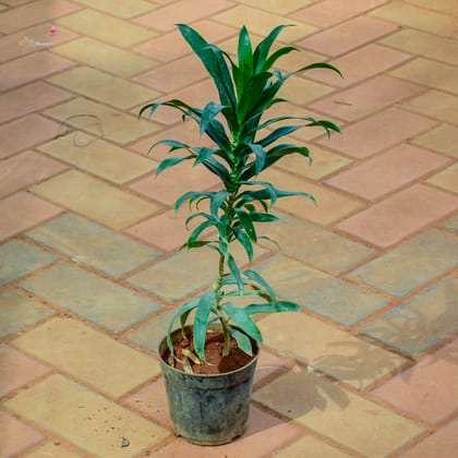 Buy Dracaena Messenger / Song of India Green (~ 1 Ft) in 5 Inch Nursery Pot Online | Urvann.com