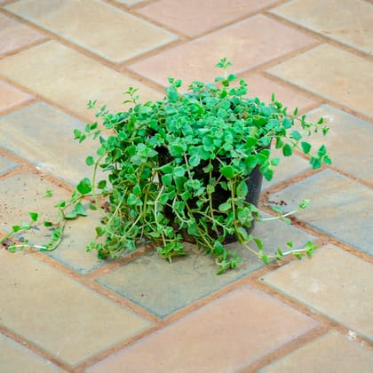 Buy Turtle Vine in 5 Inch Nursery Pot Online | Urvann.com