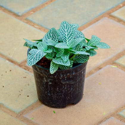 Buy Fittonia / Nerve Plant White in 4 Inch Nursery Pot Online | Urvann.com