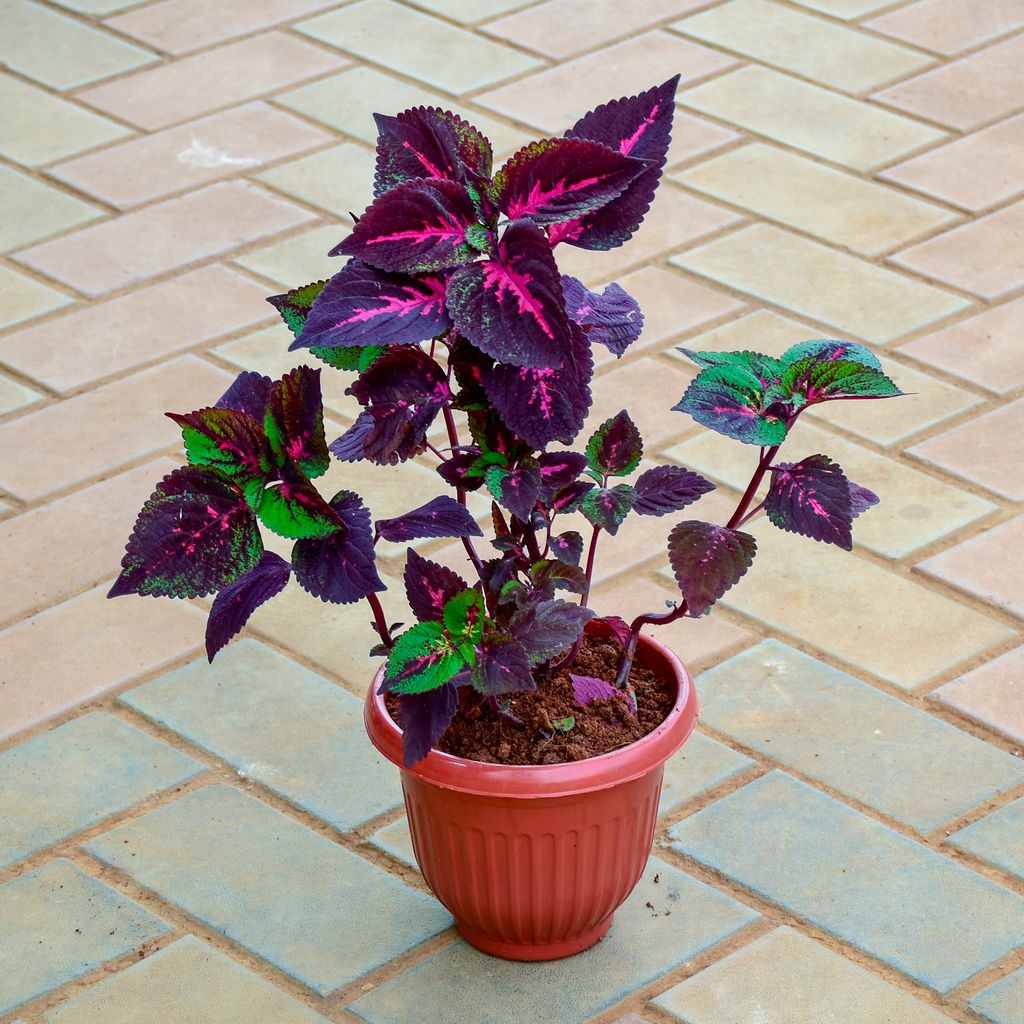 Coleus Pink Variegated (~ 1 Ft) in 7 Inch Terracotta Red Olive Plastic Pot