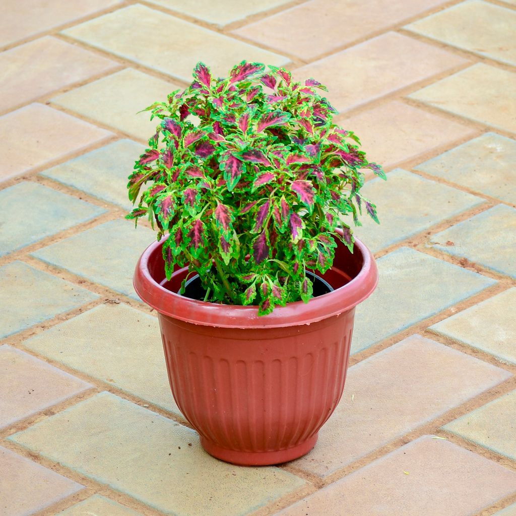 Coleus Small Leaf (~ 1 Ft) in 7 Inch Terracotta Red Olive Plastic Pot