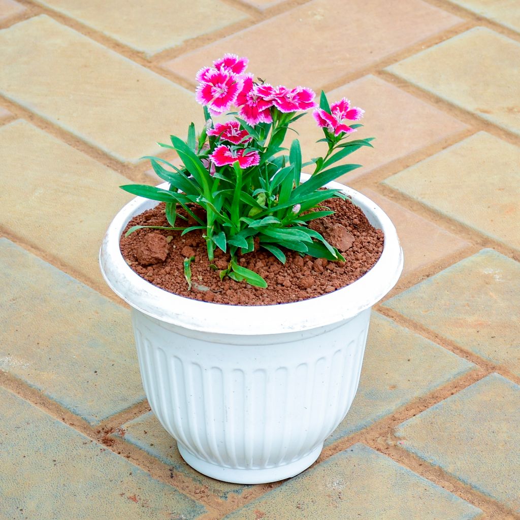 Dianthus Pink in 7 Inch White Olive Plastic Pot