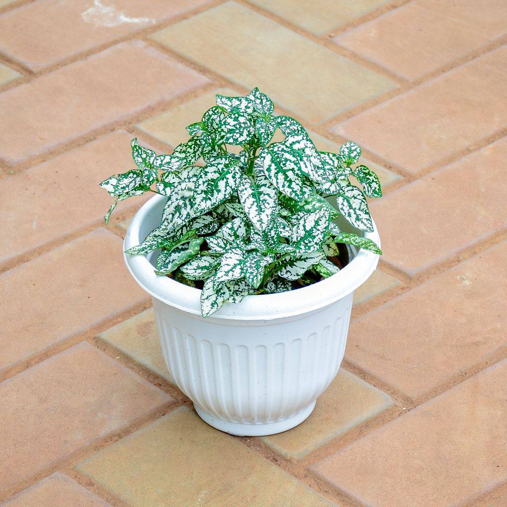 Hypoestes / Polka Dot White in 7 Inch White Olive Plastic Pot